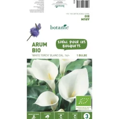 Arum White Torch bio blanc botanic® - 1 bulbe
