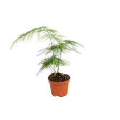 Asparagus pot Ø6 cm