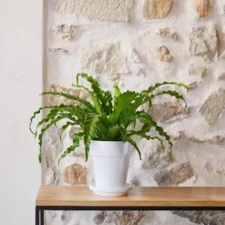 Asplenium Osaka botanic® - Pot de Ø 15 cm