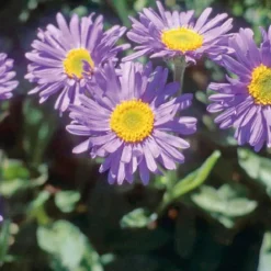 Aster des Alpes bleu - Le pot de 9 x 9 cm
