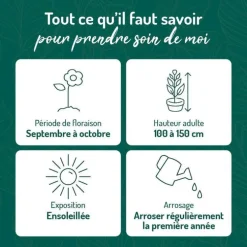 Aster Haut Aut - rouge - Le pot de 9 x 9 cm