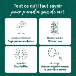 Aster Nain Aut - rouge - Le pot de 9 x 9 cm