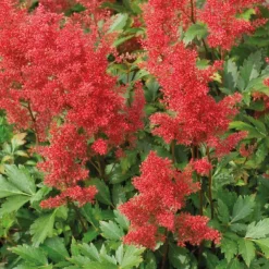 Astilbe Arendsii etna - Le pot de 9 x 9 cm