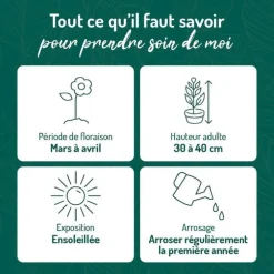 Astilbe Arendsii etna - Le pot de 9 x 9 cm