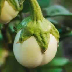 Aubergine Blanche Ronde A Œuf Bio. Le pot de 9x9 cm