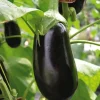 Aubergine Demi Longue Flavine Bio. Le pot de 10,5 cm