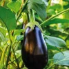 Aubergine Ronde Bonica Bio. La barquette de 3 plants