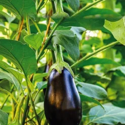 Aubergine Ronde Bonica Bio. La barquette de 3 plants