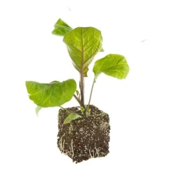 Aubergine Ronde Bonica Bio. La motte de 7x7 cm