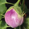 Aubergine Rosa Bianca Bio. Le pot de 9x9 cm