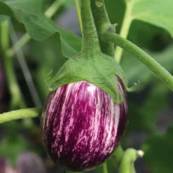 Aubergine Striee Zebrina Bio - Le pot compostable de 10,5 cm