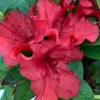 Azalée (Azalea) Encore Ruby rouge. Le pot de 8 litres