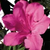 Azalée (Azalea) Encore Sangria