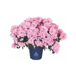 Azalée collection. Le pot de 15 cm