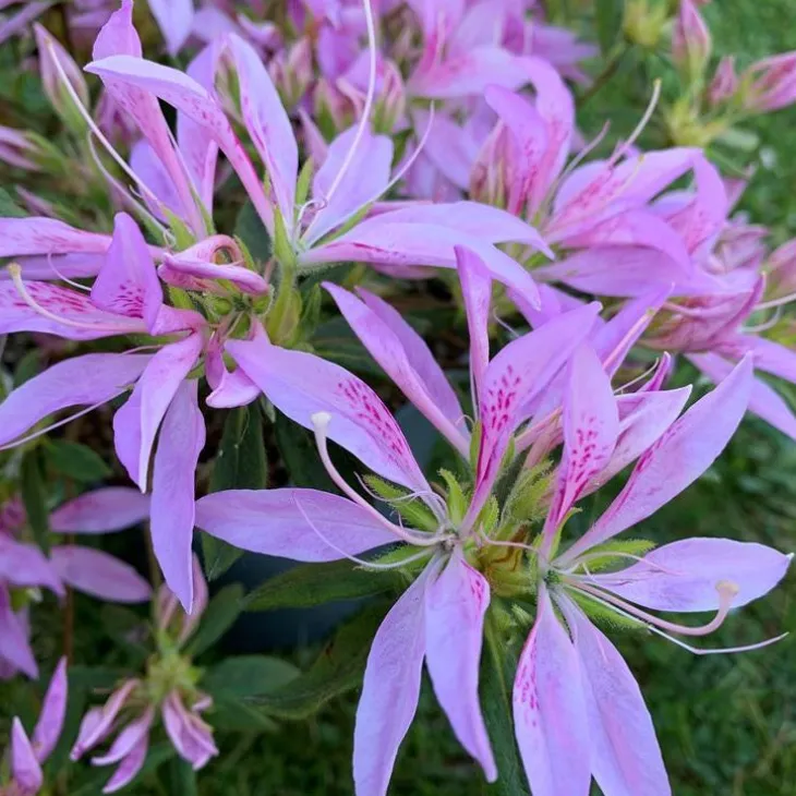 Azalée du Japon Koromo Shikibu à fleurs violettes. Le pot de 5 litres