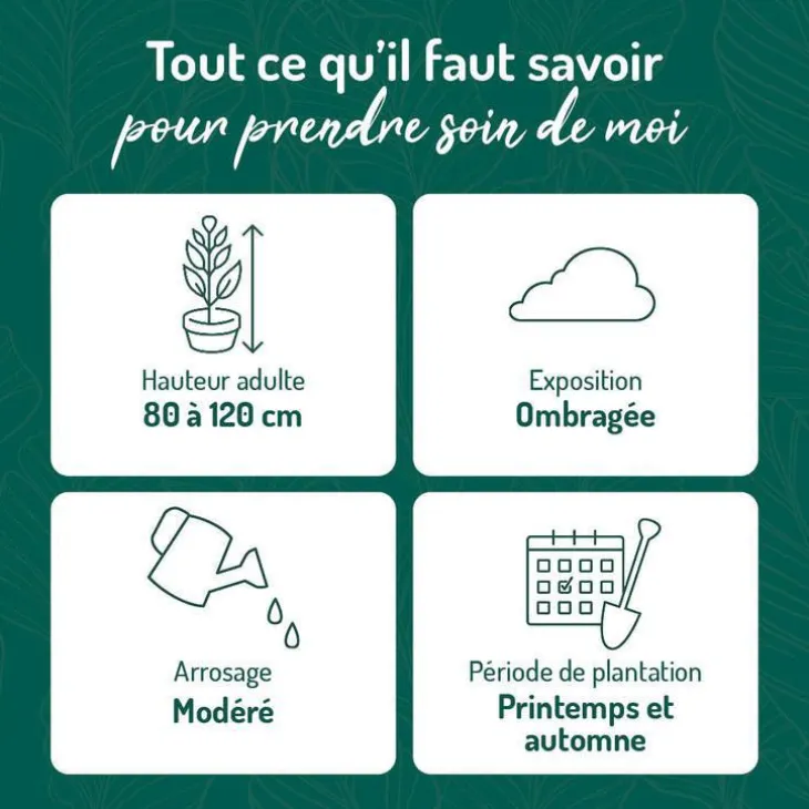 Azalée du Japon Koromo Shikibu à fleurs violettes. Le pot de 5 litres