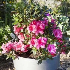Azalée Encore Carnival rose. Le pot de 4 litres