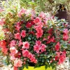 Azalée Encore Princess rose. Le pot de 4 litres