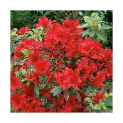 Azalée japonaise Hot Shot Variegata coloris rouge. Le pot de 5 litres.
