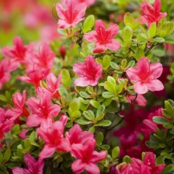 Azalée Japonaise variée (Azalea Japonica) 20/25. Le pot de 2 litres