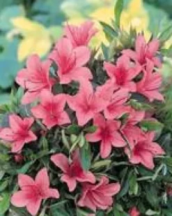Azalée Japonaise variée (Azalea Japonica) 20/25. Le pot de 2 litres