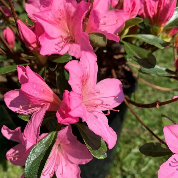 Azalée Japonaise variée (Azalea Japonica). Le pot de 2 litres
