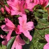 Azalée Japonaise variée (Azalea Japonica). Le pot de 5 litres