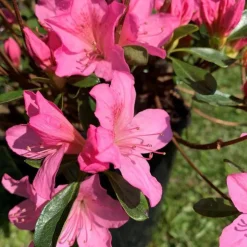 Azalée Japonaise variée (Azalea Japonica). Le pot de 5 litres