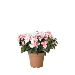 Azalée Plante Baby en pot Ø 5,5/6 cm