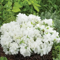 Azalée Pleasant White. Le pot de 5 litres
