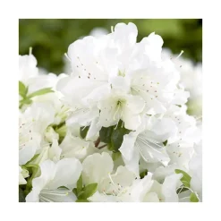 Azalea japonica dorothy haiden rose en pot de 5 L