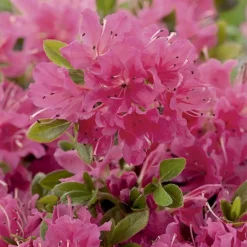 Azalea japonica hino crimson rose en pot de 5 L