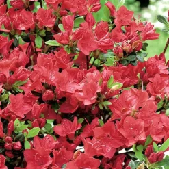 Azalea japonica johanna rouge en pot de 5 L