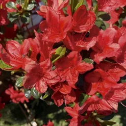 Azalea japonica stewartoniana rouge en pot de 5 L