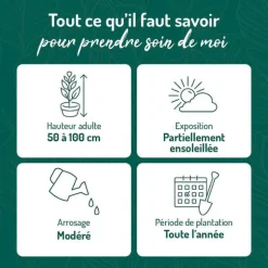 Azalea japonica stewartoniana rouge en pot de 5 L