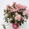 Azalee Japonaise Pink Spider. Le pot de 1,2 litres