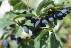 Baie De Mai Altaj Bio. Le pot de 2 litres