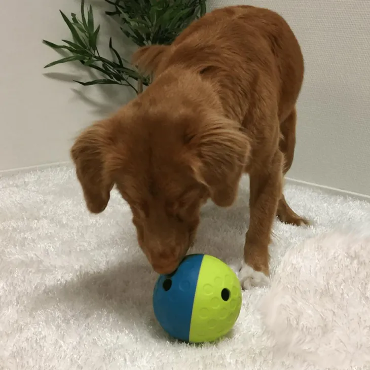 Balle distributeur de friandises pour chien coloris multicolore Nina Ottosson - Taille S/M