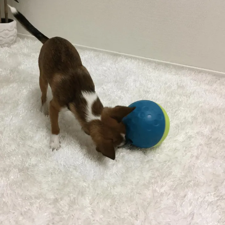 Balle distributeur de friandises pour chien coloris multicolore Nina Ottosson - Taille S/M