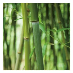 Bambou (BAMBOU PHYLLOSTACHYS BISSETI) Le pot de 10 litres