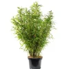 Bambou Fargesia Angustissima. Le pot de 24 litres