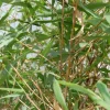 Bambou Fargesia Asian Wonder 5L