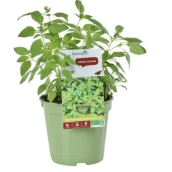 Basilic Citron Bio. Le pot de 1 litre