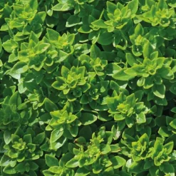 Basilic Fin Vert Bio. Le pot de 9x9 cm