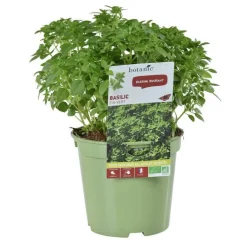 Basilic Fin Vert Bio. Le pot de 1 litre