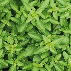 Basilic Fin Vert Bio. Le pot de 2,5 litres