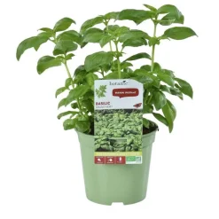 Basilic Grand Vert Bio. Le pot de 1 litre