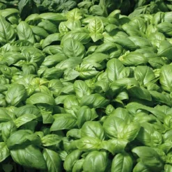 Basilic Grand Vert Bio. Le pot de 9x9 cm