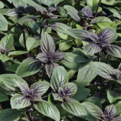 Basilic Magic Blue® Bio. Le pot de 1 litre