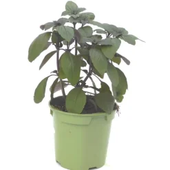 Basilic Magic Blue® Bio. Le pot de 1 litre